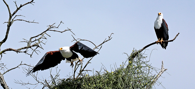 African Fish Eagle